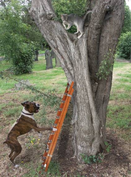 Creation of Clever Dog: Step 4